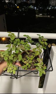 (Category: ) located in . Submitted by thirushan (Listing ID 1128253107, Image 1). Description: .