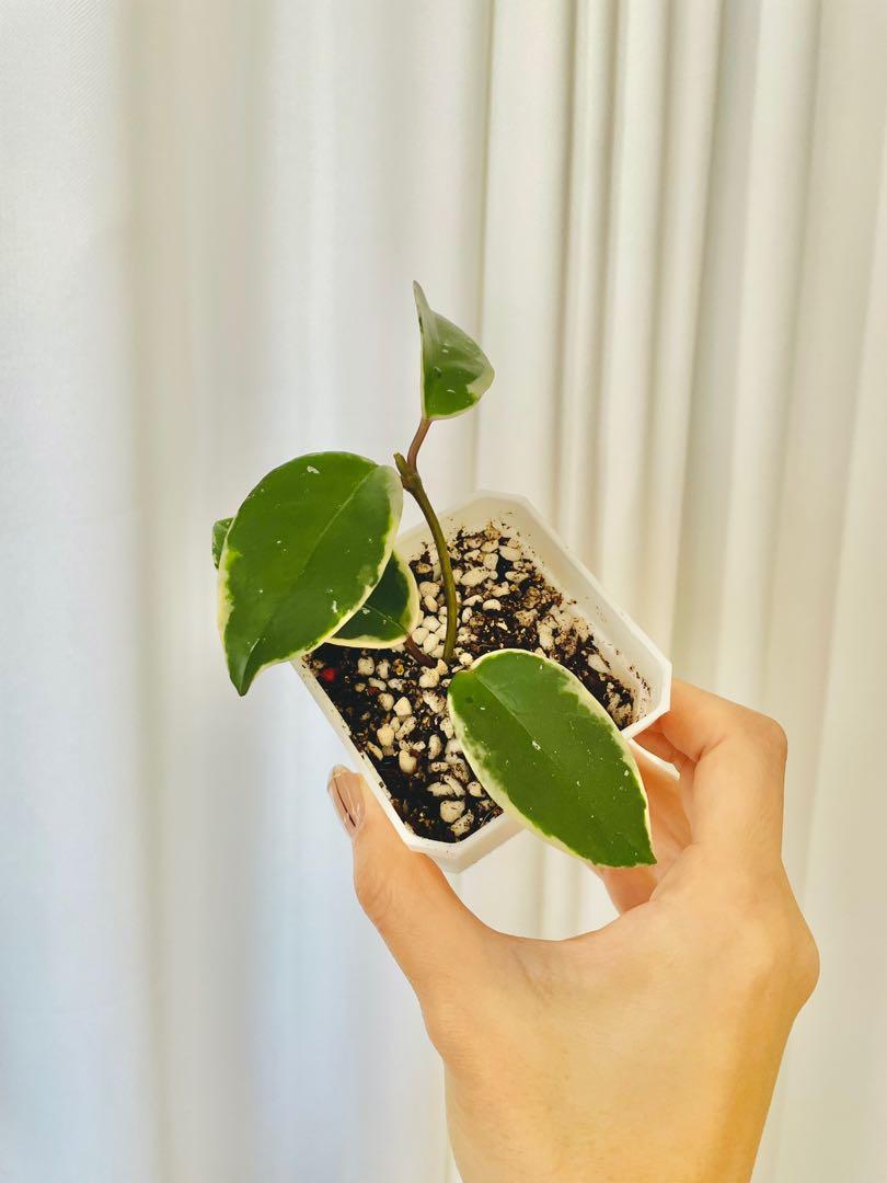 Hoya Carnosa Tricolor 三色毬蘭 球蘭 網紅觀葉植物 新手植物盆栽 傢俬 家居 園藝 植物及種子on Carousell Hoya Carnosa Tricolor 三色毬蘭 球蘭 網紅觀葉植物 新手植物盆栽 傢俬 家居 園藝 植物及種子on Carousell