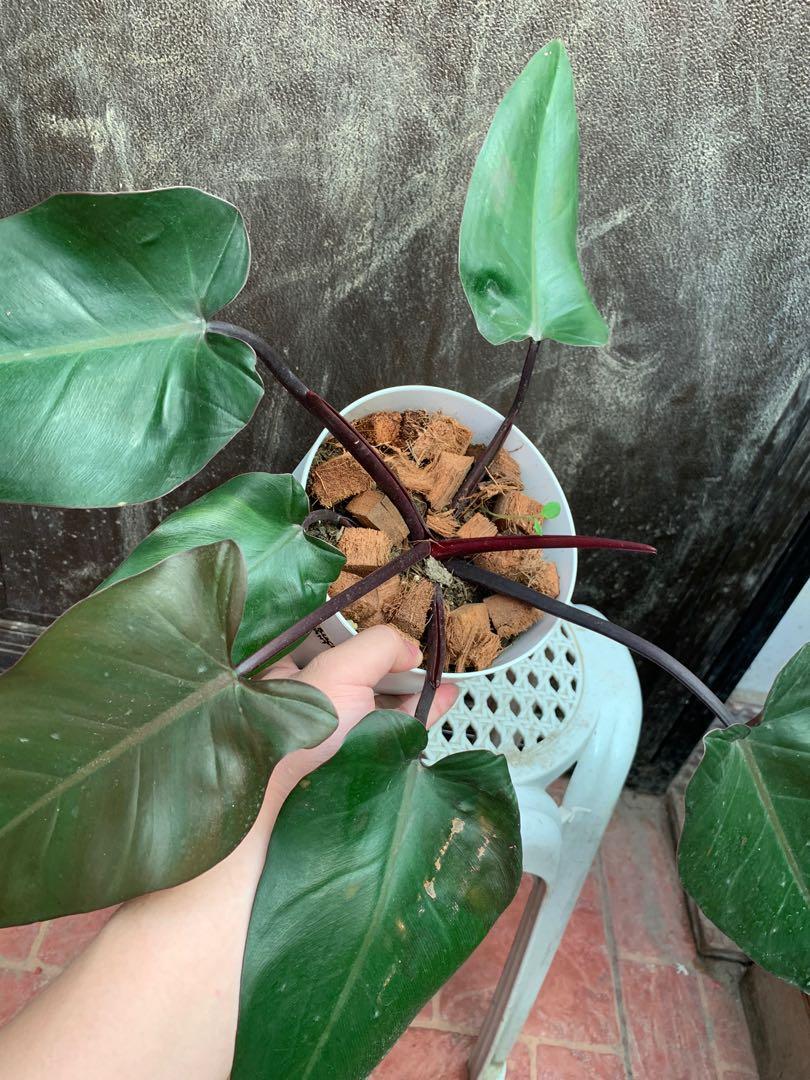Philodendron Dark Knight, Furniture & Home Living, Gardening, Plants ...