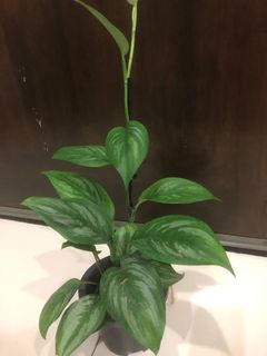 (Category: ) located in . Submitted by plant.etc (Listing ID 1128633320, Image 1). Description: .