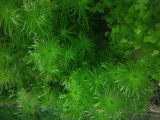 (Category: ) located in . Submitted by aquafever (Listing ID 1128506948, Image 1). Description: .
