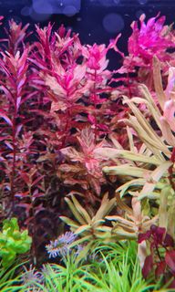 (Category: ) located in . Submitted by marcuschong0211 (Listing ID 1128689447, Image 1). Description: .