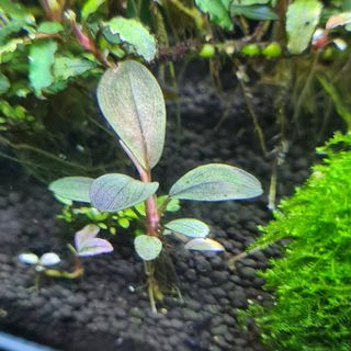 (Category: ) located in . Submitted by marcuschong0211 (Listing ID 1123500947, Image 1). Description: .