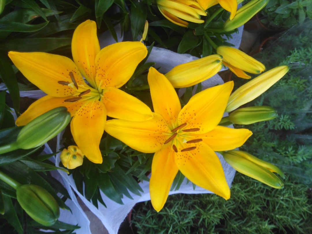 Golden Lily 金百合, 傢俬＆家居, 園藝, 植物及種子- Carousell