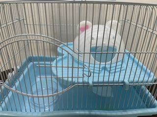 (Category: ) located in . Submitted by cescabantac (Listing ID 1123405257, Image 1). Description: .
