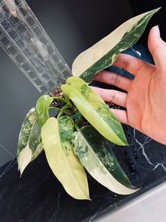 (Category: ) located in . Submitted by pompipiplants (Listing ID 1123445976, Image 1). Description: .