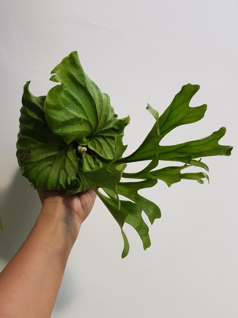 Platycerium Ridleyi Tanduk Rusa Home Furniture Gardening On Carousell