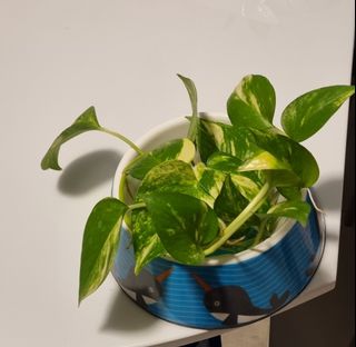 (Category: ) located in . Submitted by just.a.flower (Listing ID 1123459745, Image 1). Description: .