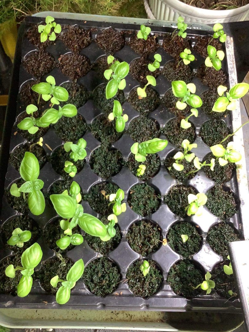 Sweet basil seedlings, Furniture & Home Living, Gardening, Plants & Seeds on Carousell