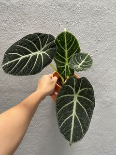 (Category: ) located in . Submitted by erwintong (Listing ID 1128730686, Image 1). Description: .
