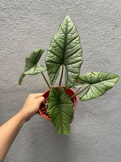 (Category: ) located in . Submitted by erwintong (Listing ID 1128730170, Image 1). Description: .