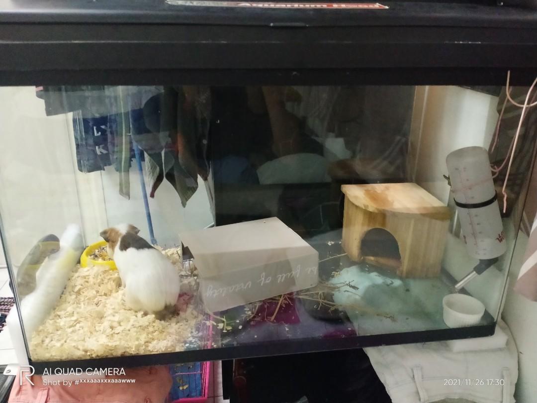 Guinea pig hotsell aquarium