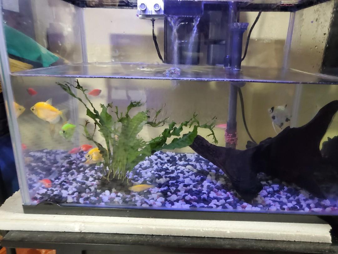 complete fish tank