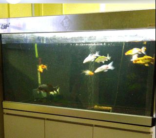 (Category: ) located in . Submitted by scorpion59 (Listing ID 1128810089, Image 1). Description: .