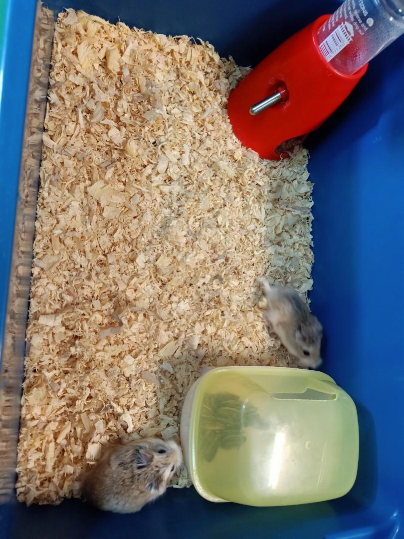 Roborovski Hamster male, Pet Supplies, Homes & Other Pet Accessories on