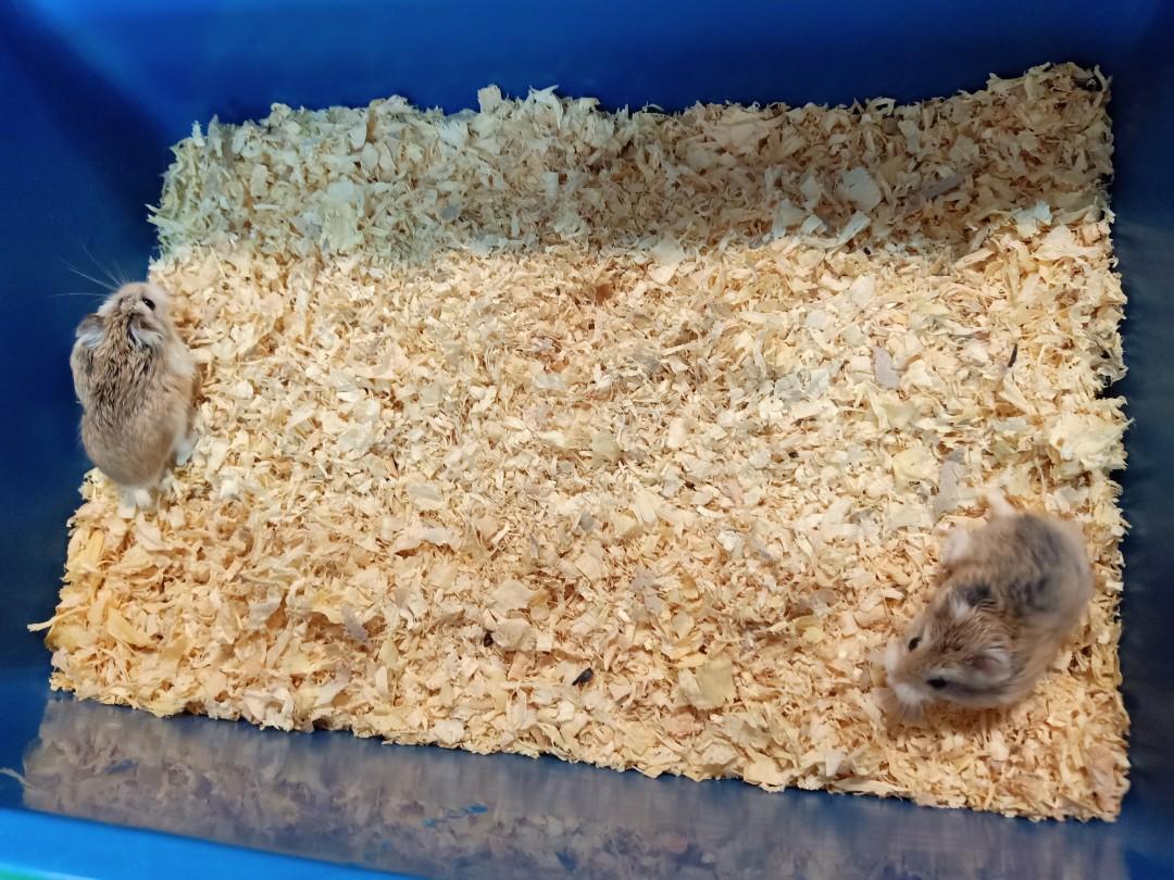 Roborovski Hamster male, Pet Supplies, Homes & Other Pet Accessories on