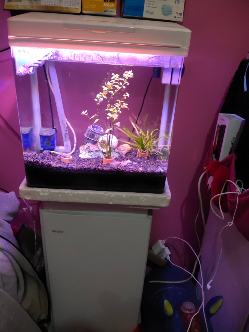 54 Dekorasi Aquarium Boyu HD