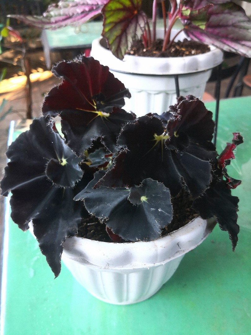 Begonia Black Mamba Furniture Home Living Gardening Plants Seeds On Carousell