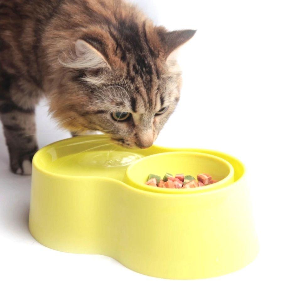 Feed item. Миски для животных с антимуравьиным. Проблемы со здоровьем кота из за пластиковой миски.