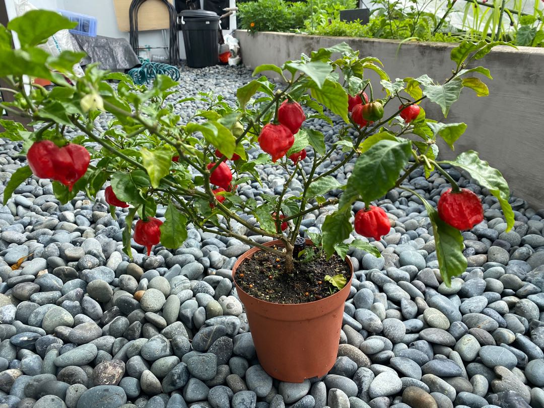 Carolina Reaper plant/ fruit/ seed, Furniture & Home Living, Gardening, Plants & Seeds on Carousell