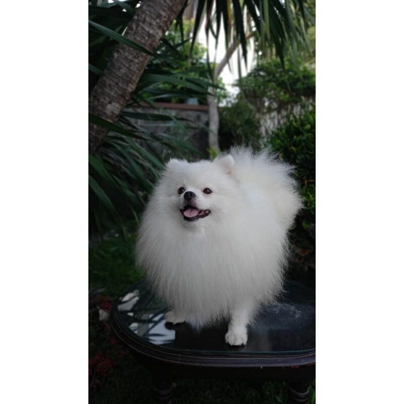 Mini pom best sale dijual