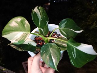 （分類：）位於 。 由 dimholei 提交（商品編號 1123623351，圖片 1）。簡介： 。