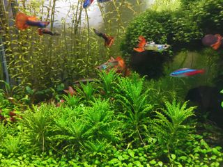 (Category: ) located in . Submitted by fiercestar.6e4239 (Listing ID 1123607708, Image 1). Description: .