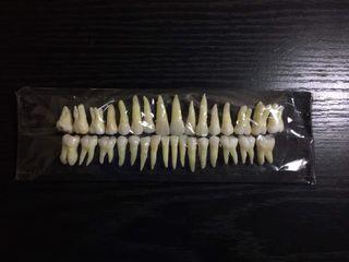 Tooth Specimen