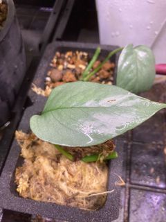 （分類：）位於 。 由 ip.like.plant 提交（商品編號 1123790048，圖片 1）。簡介： 。