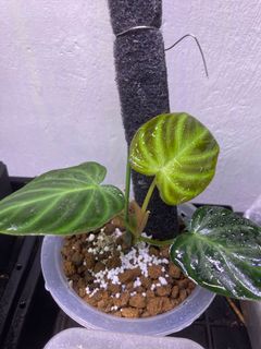（分類：）位於 。 由 ip.like.plant 提交（商品編號 1123791636，圖片 1）。簡介： 。