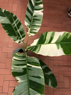 (Category: ) located in . Submitted by limnn (Listing ID 1123811151, Image 1). Description: .