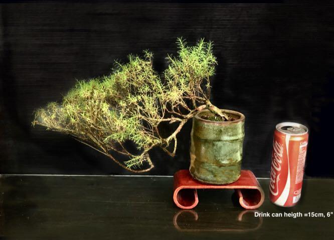 Glass Of Waterdrink Glassbonsai Trees Stock Photo Download Image Now Istock