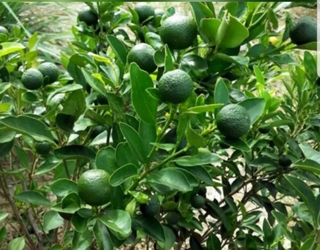 Calamansi plant tree bunga, Furniture & Home Living, Gardening, Plants