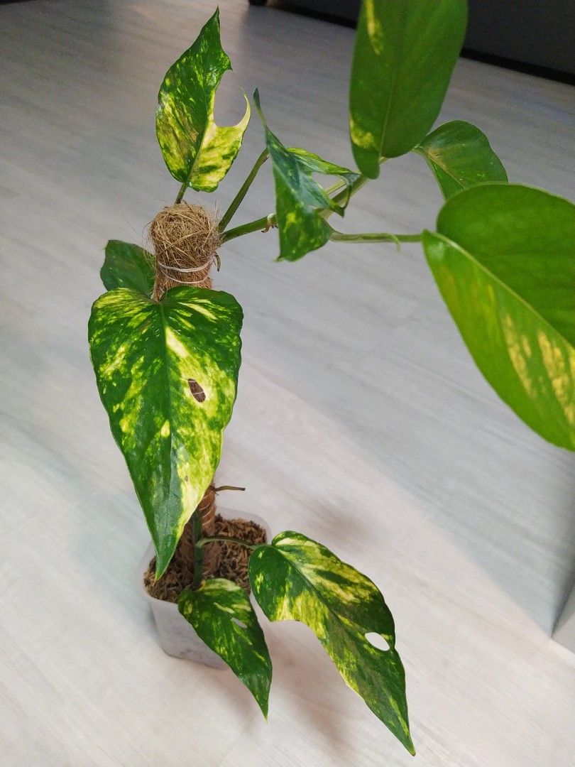 Epipremnum pinnatum kujang's flame. This plant has settled in so fast,  super excited!! : r/pothos