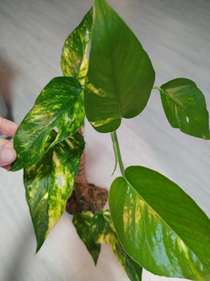 Personalized Kujang Yellow Flame Epipremnum Pinnatum Care: Water, Light,  Nutrients