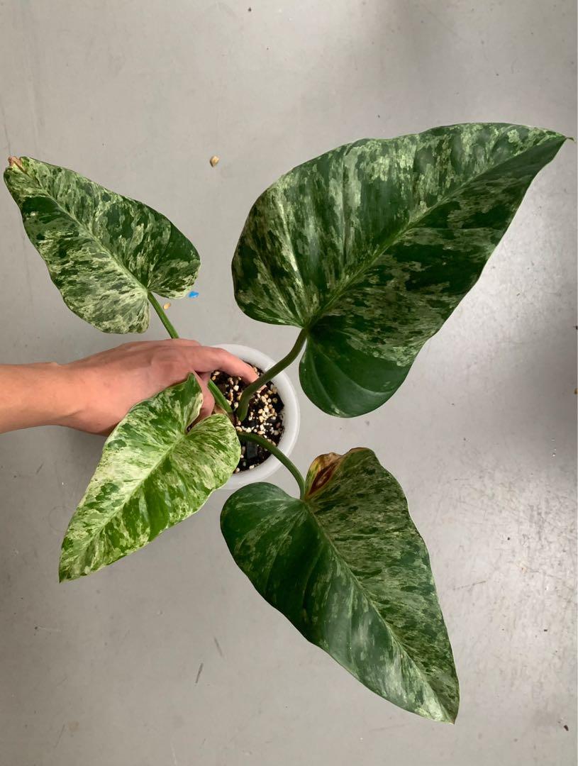 Philodendron Giganteum Variegated Furniture Home Living Gardening Plants Seeds On Carousell