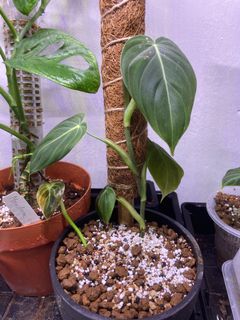 （分類：）位於 。 由 ip.like.plant 提交（商品編號 1123790887，圖片 1）。簡介： 。