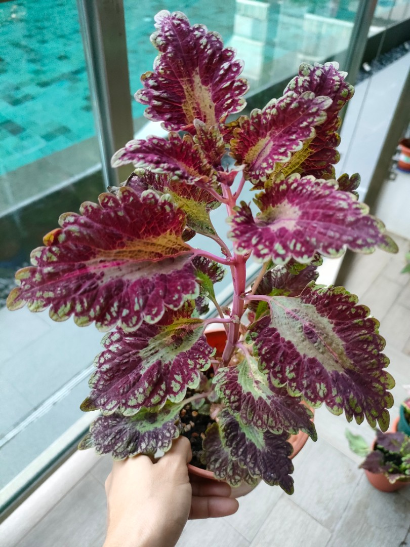 Rare coleus, Furniture & Home Living, Gardening, Plants & Seeds on ...