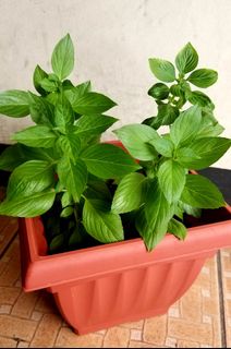 (Category: ) located in . Submitted by al.rey (Listing ID 1123784894, Image 1). Description: .
