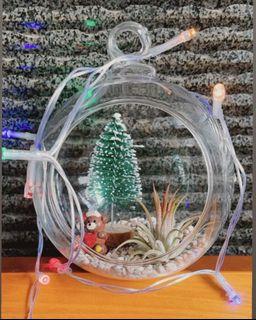 $20 each , 2@$30 Christmas gift set, Christmas themed terrarium, Xmas gift set, airplants air plant airplant air plants tillandsia ionanatha fuego