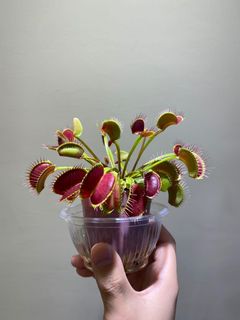 （分類：）位於 。 由 plant_stranger_pokemon 提交（商品編號 1123940809，圖片 1）。簡介： 。