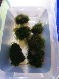 (Category: ) located in . Submitted by aquascaping2018 (Listing ID 1124102645, Image 1). Description: .