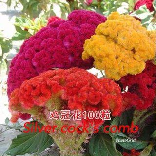 Assorted flower seeds offer 花卉种子促销$1 each, buy 5 get one free, $5 for 6 packs,Ziplock packs