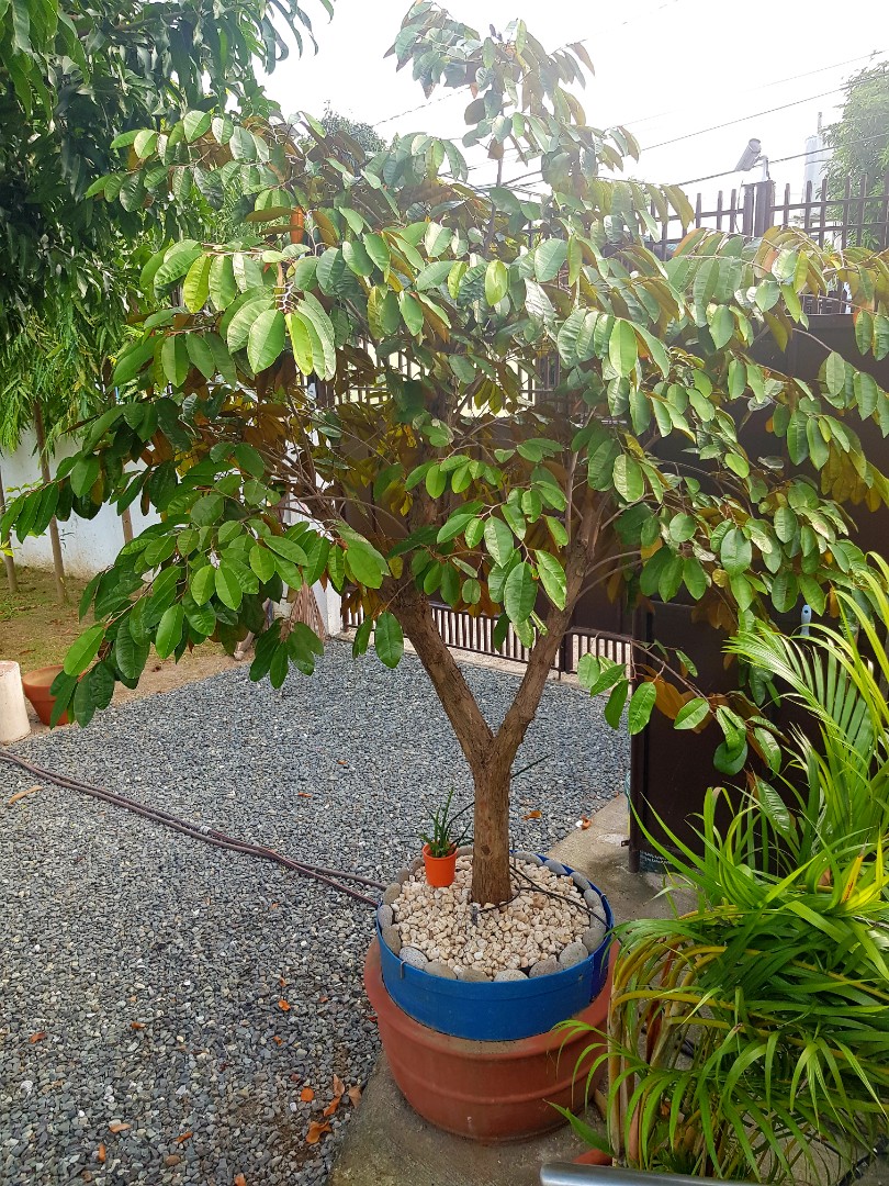 Bonsai Star Apple Tree Plant, Furniture & Home Living, Gardening