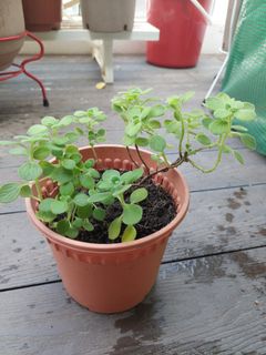 (Category: ) located in . Submitted by gardengeeksg (Listing ID 1123987747, Image 1). Description: .