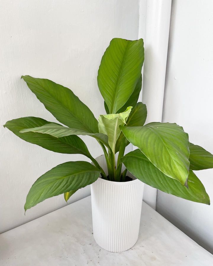 Giant Sensation, Furniture & Home Living, Gardening, Plants & Seeds on