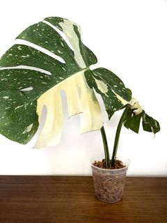 (Category: ) located in . Submitted by plants4me (Listing ID 1123965678, Image 1). Description: .