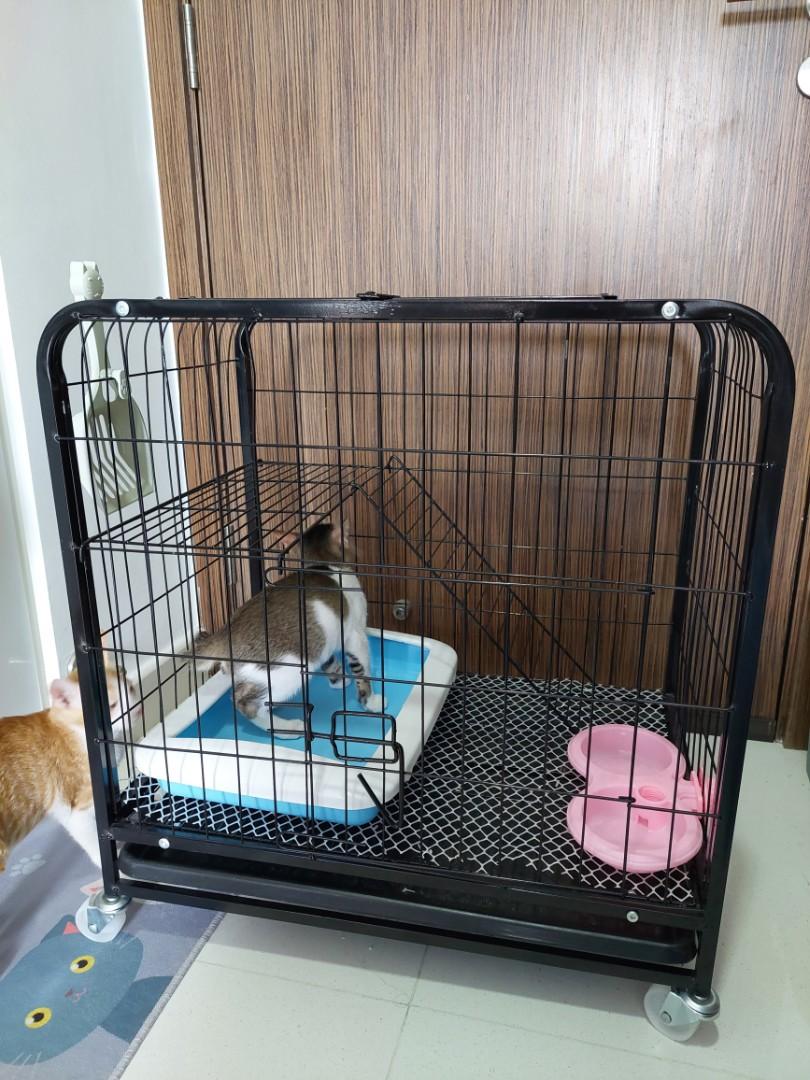 kitten cage