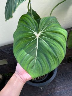 (Category: ) located in . Submitted by potfoliage (Listing ID 1123939711, Image 1). Description: .
