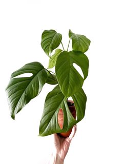 (Category: ) located in . Submitted by plants4me (Listing ID 1123976689, Image 1). Description: .